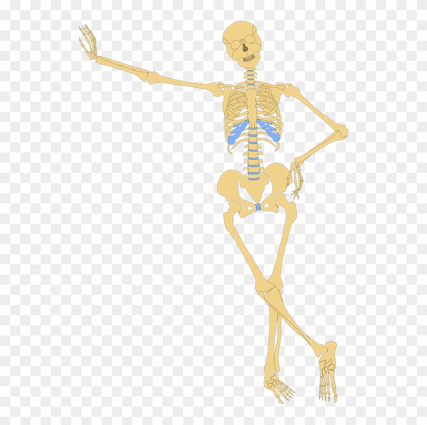 Lean Skeleton - Human Skeleton Outline #1035395