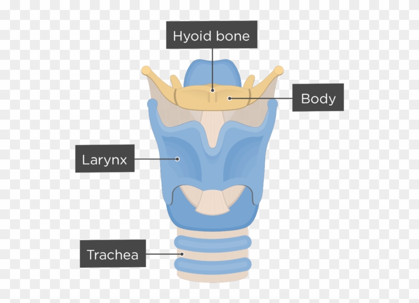 Body Of Hyoid Bone Anterior View - Hyoid Bone Png #1035398
