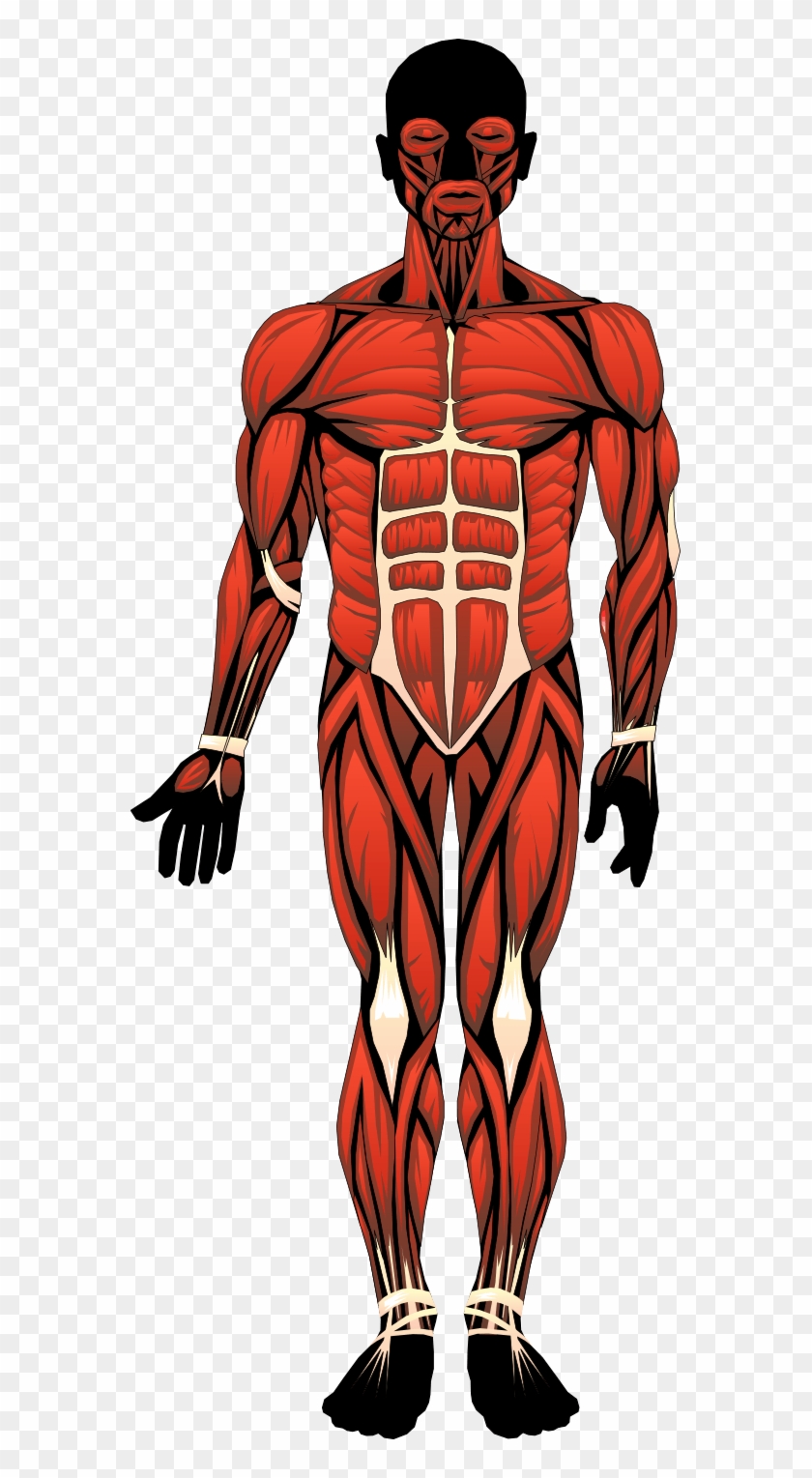 Clipart Anatomy Human Body - Skeletal Muscles Located In The Body #1035403