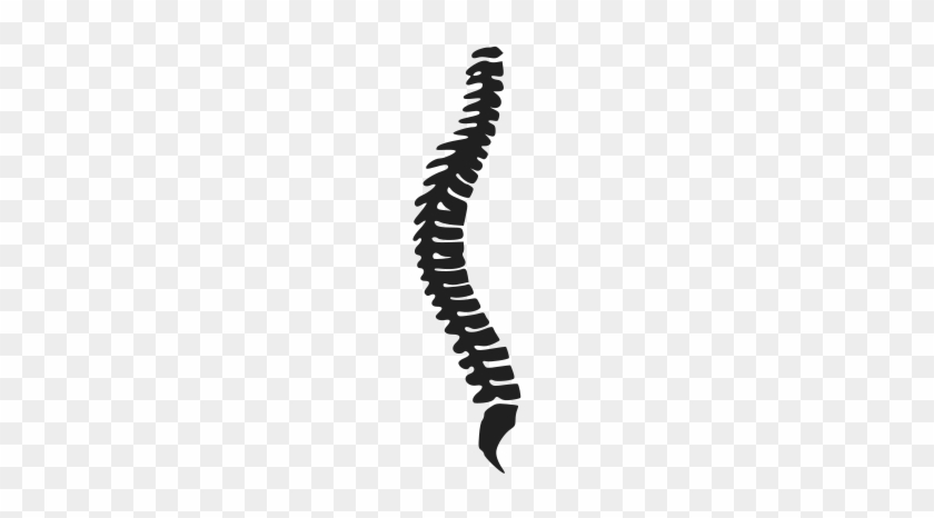 Clipart - Spinal Cord Vector Png #1036566