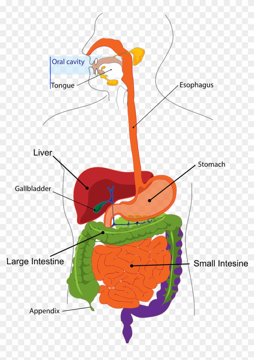 กระตุ้นกระบวนการคิด ความจำ และสมาธิ - Colours Of Digestive System #1036795