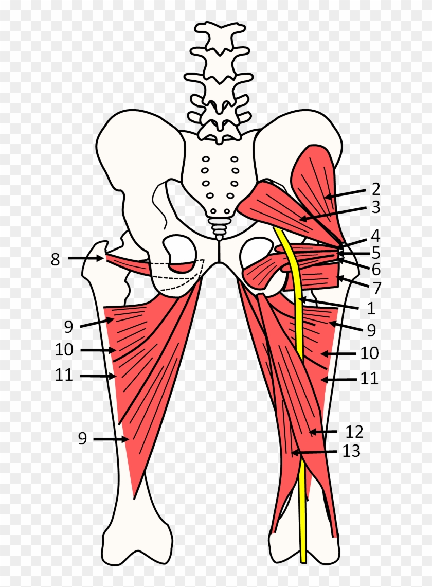 Sciatic Nerve #1036975