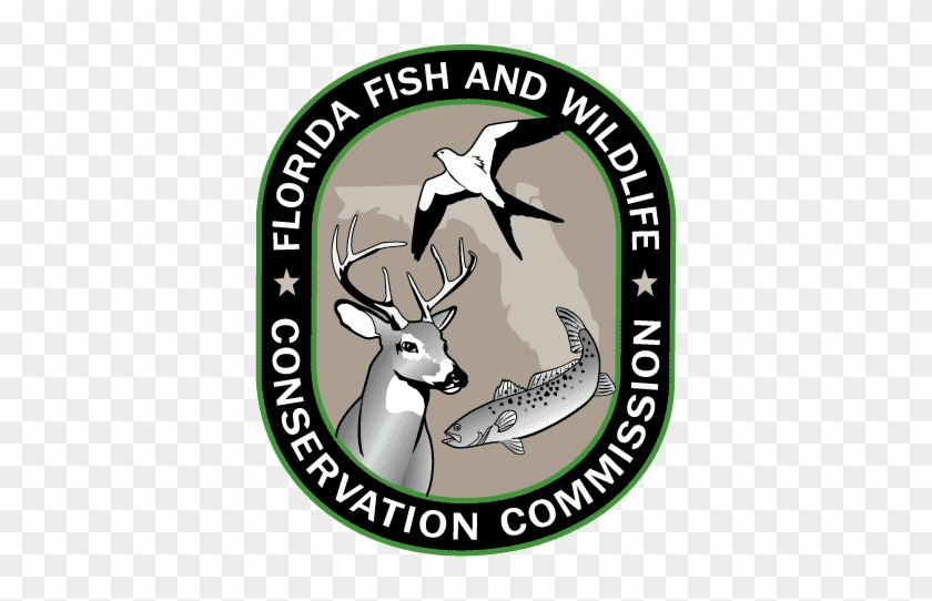 1 866 Fwc Gator - Florida Fish And Wildlife Conservation Commission #1038164