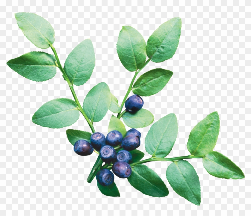 Blueberries Png - Blueberries Leaf Png #1038635