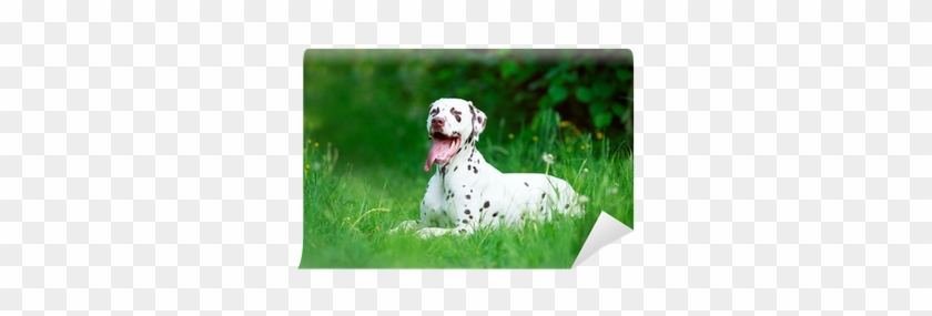 Dog #1039011