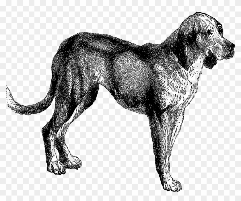 All This Week I'm Posting Vintage Animal Clip Art Of - Clip Art #1039481