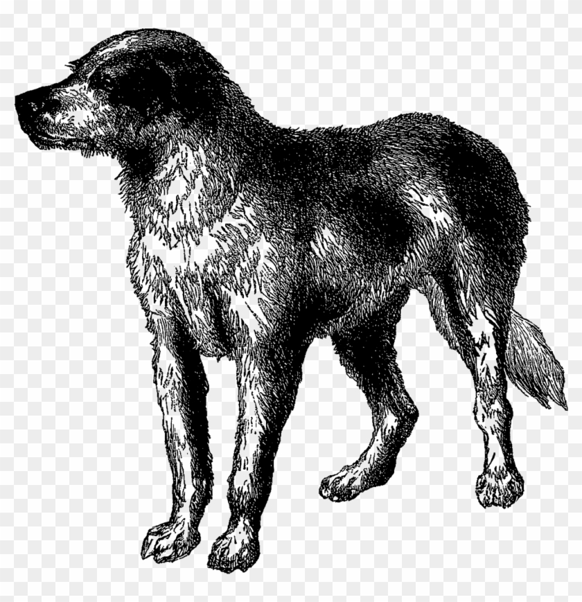 Vintage Dog Breed Boarhound Digital Download Animal - Estrela Mountain Dog #1039485