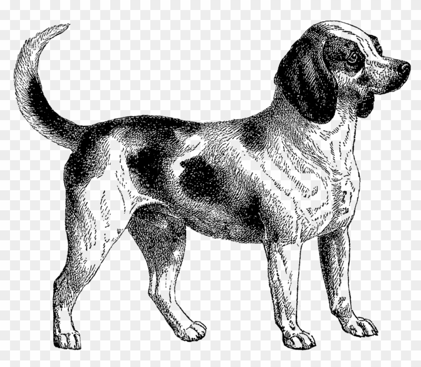 What An Adorable Vintage Image Of A Beagle I Created - What An Adorable Vintage Image Of A Beagle I Created #1039489