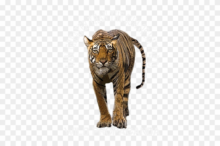Minimalist -i Am Greater Than The Sum Of My Parts - Siberian Tiger #1039533