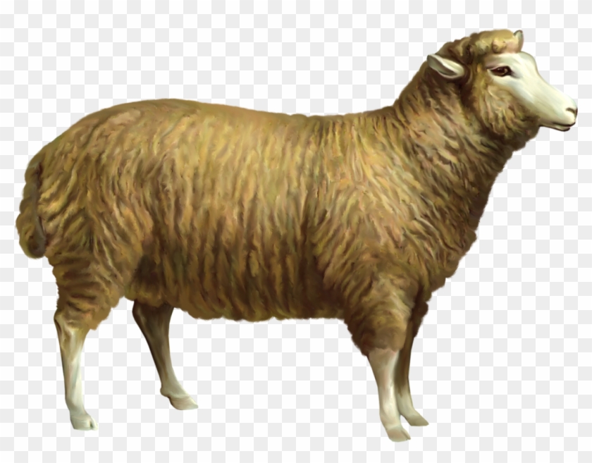 Sheep Png Clipart Picture - Animals Png Gif #1039583