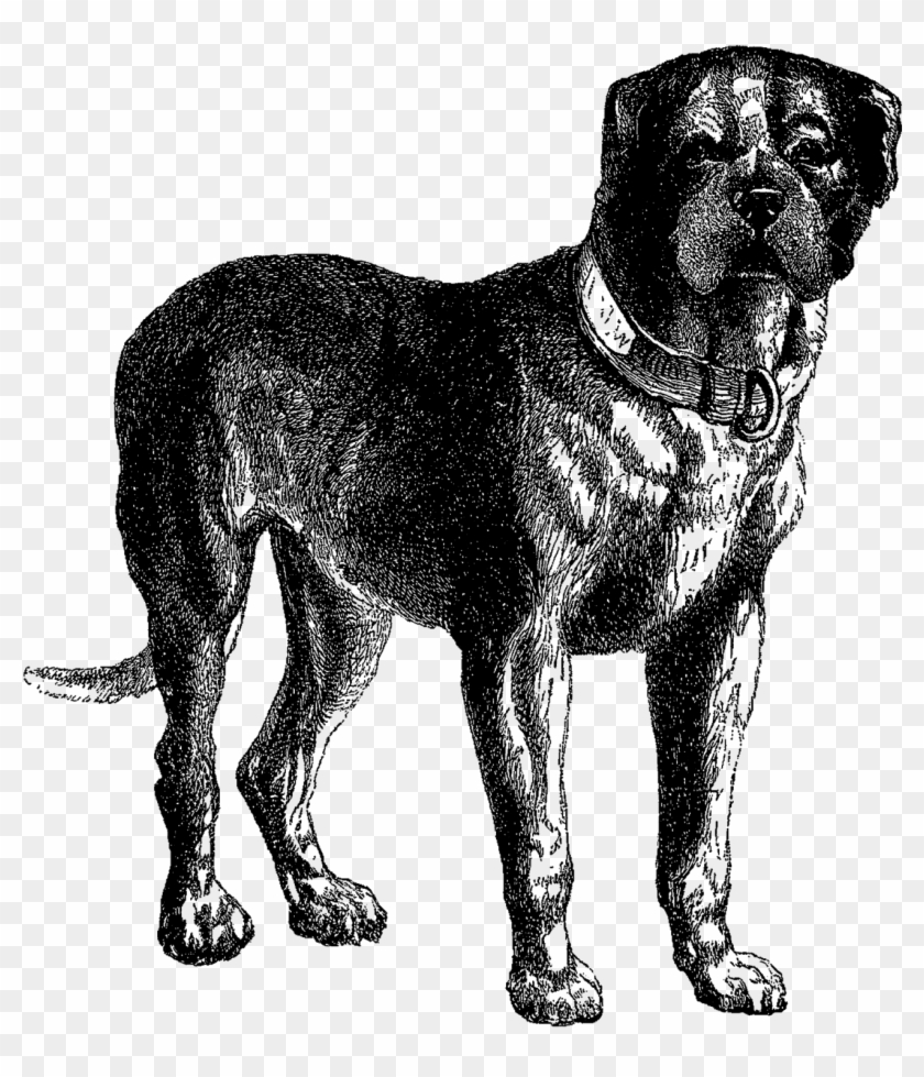 Digital Dog Download Vintage Mastiff Clip Art - English Mastiff Clipart #1039657