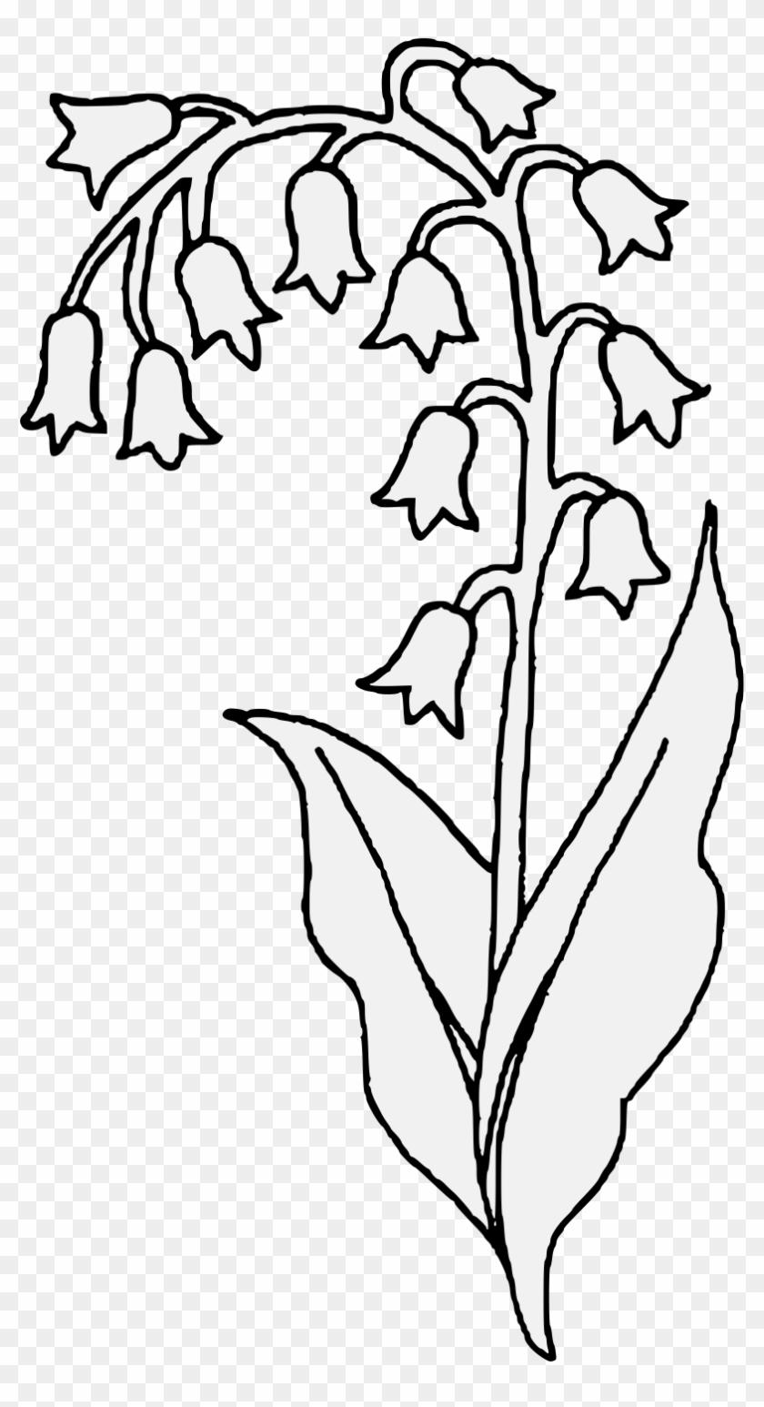 Pdf - Lily Of The Valley Hand Drawn #1040023