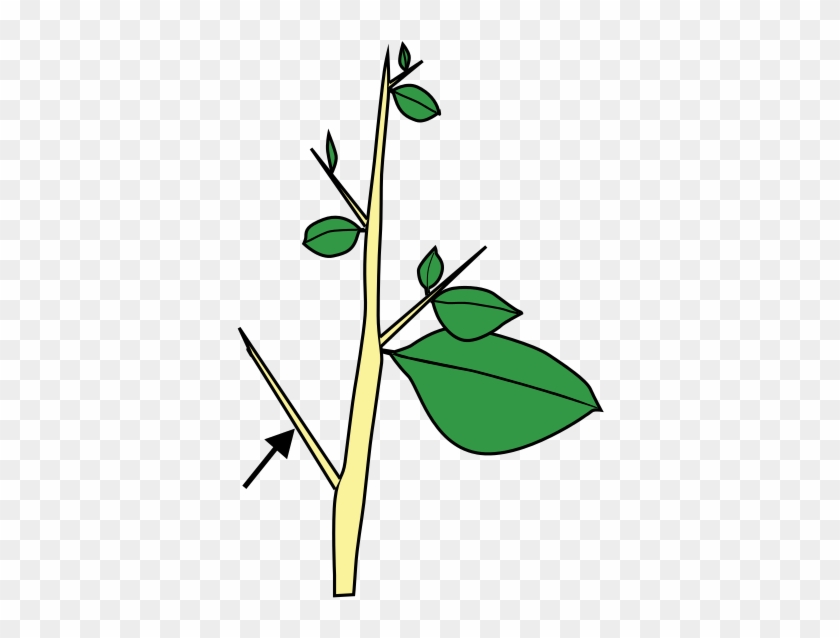 Thorns Are Modified Stems And Arise From Buds - Thorns, Spines, And Prickles #1040710