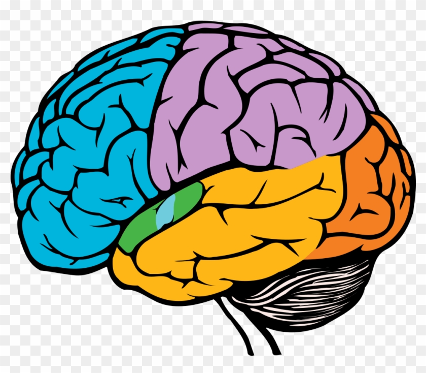 Dementia Australia - Drawing Of A Brain #1040810