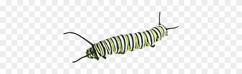 Caterpillar Clipart Transparent Png - Caterpillar #1040853