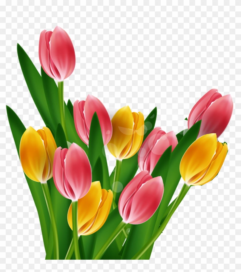 Tulip Mothers Day - Tulip #1041458