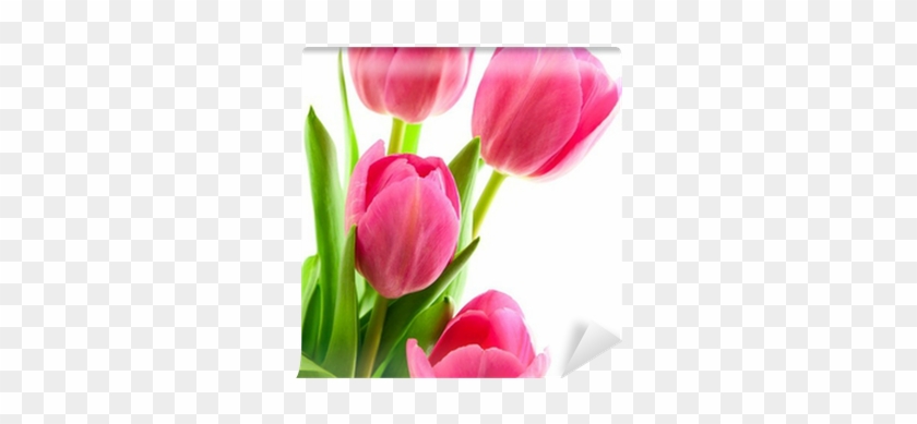 Free Pink Tulips Png - Tulip #1041466