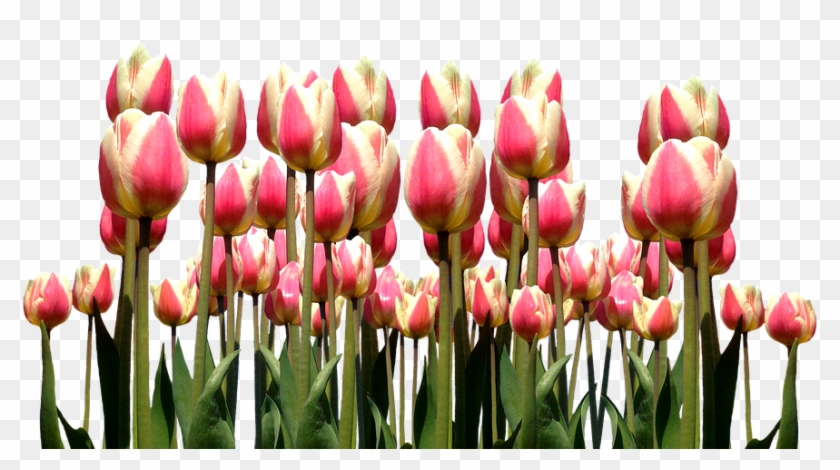 Spring, Tulips, Easter, Flowers, Nature, Cut Flowers - Tulip #1041480