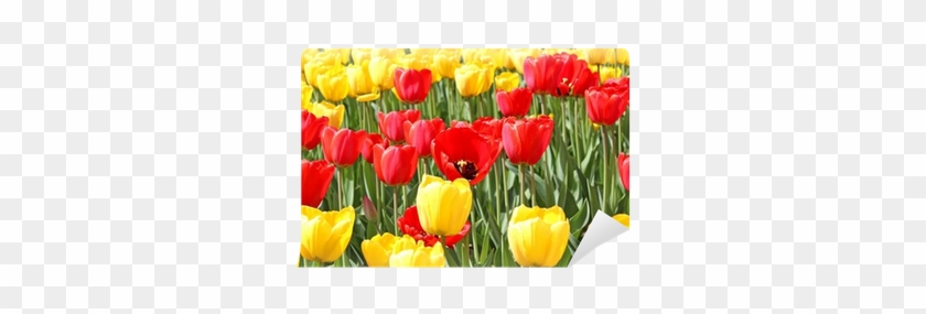 Sprenger's Tulip #1041514