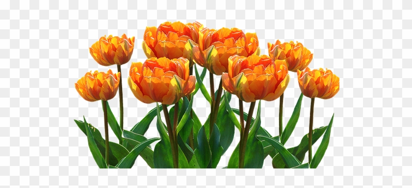 Spring, Tulips, Easter, Nature, Spring Flower, Flowers - Orange Tulips Png #1041527