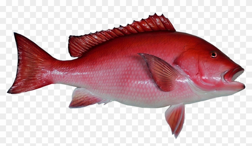 Red Fish Clip Art - Northern Red Snapper #1041590