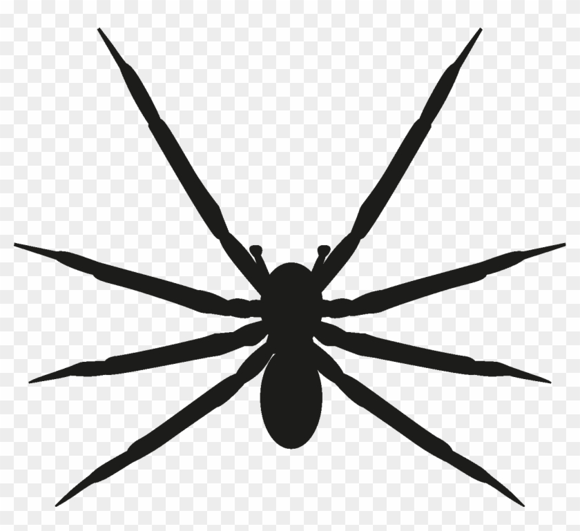 Save - Tangle-web Spider #1041715