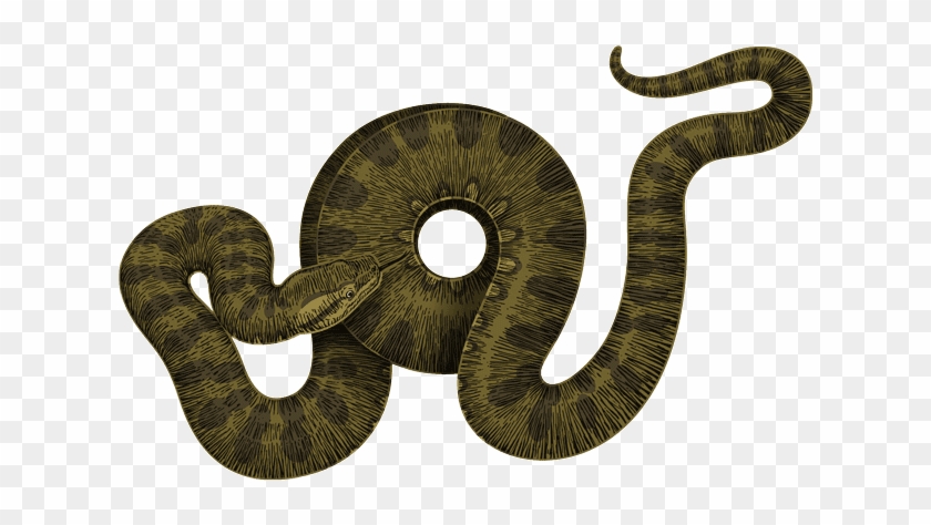 And The Anaconda Will Give You A Taste Of It's Constricting - Anaconda Png #1043065