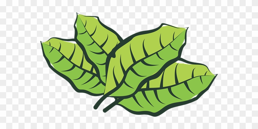 Leaf, Vegetable, Plantation, Plants - Leaf #1043490