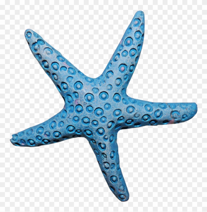 Starfish Invertebrate Animal - Морская Звезда Пнг #1043749