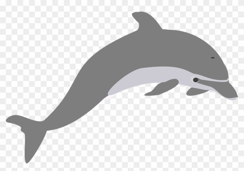 Dolphin Jump Grey - Grey Dolphin Clipart #1043757