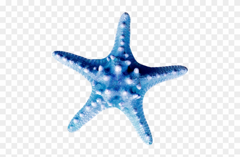 Seashells Starfish - Starfish #1043785