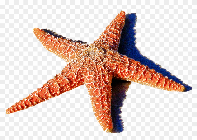Cute Blue Starfish Clipart - Starfish #1043810