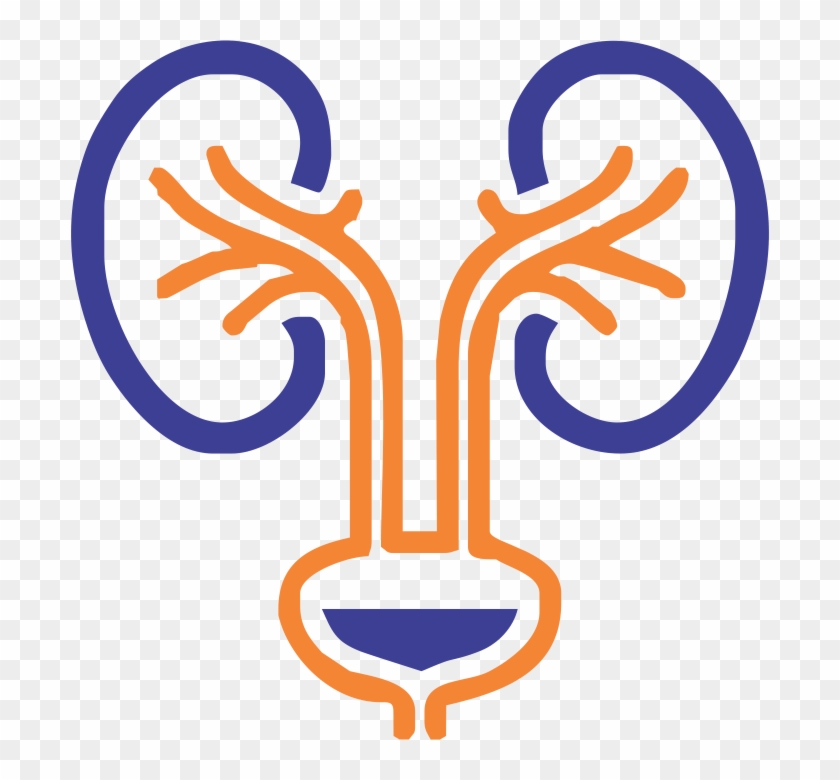 We Do Our Best To Bring You The Highest Quality Cliparts - Urology Png #1043814