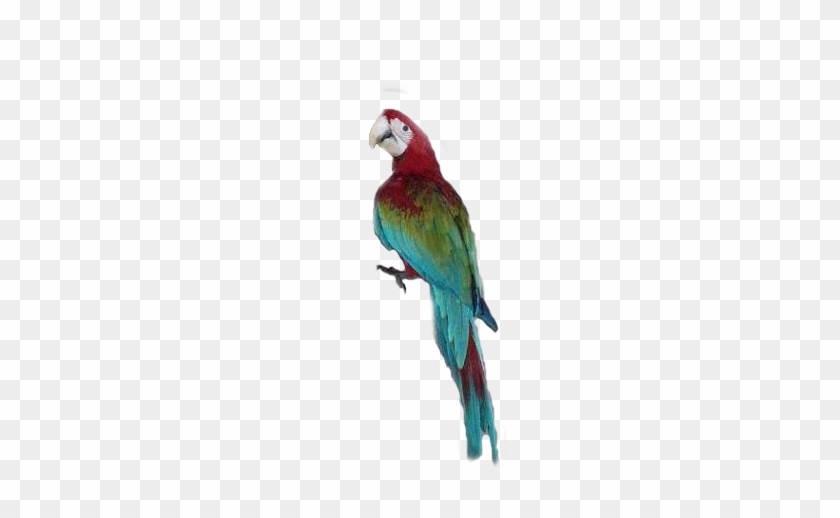 Scarlet Macaw Clipart Transparent - Macaw #1043938