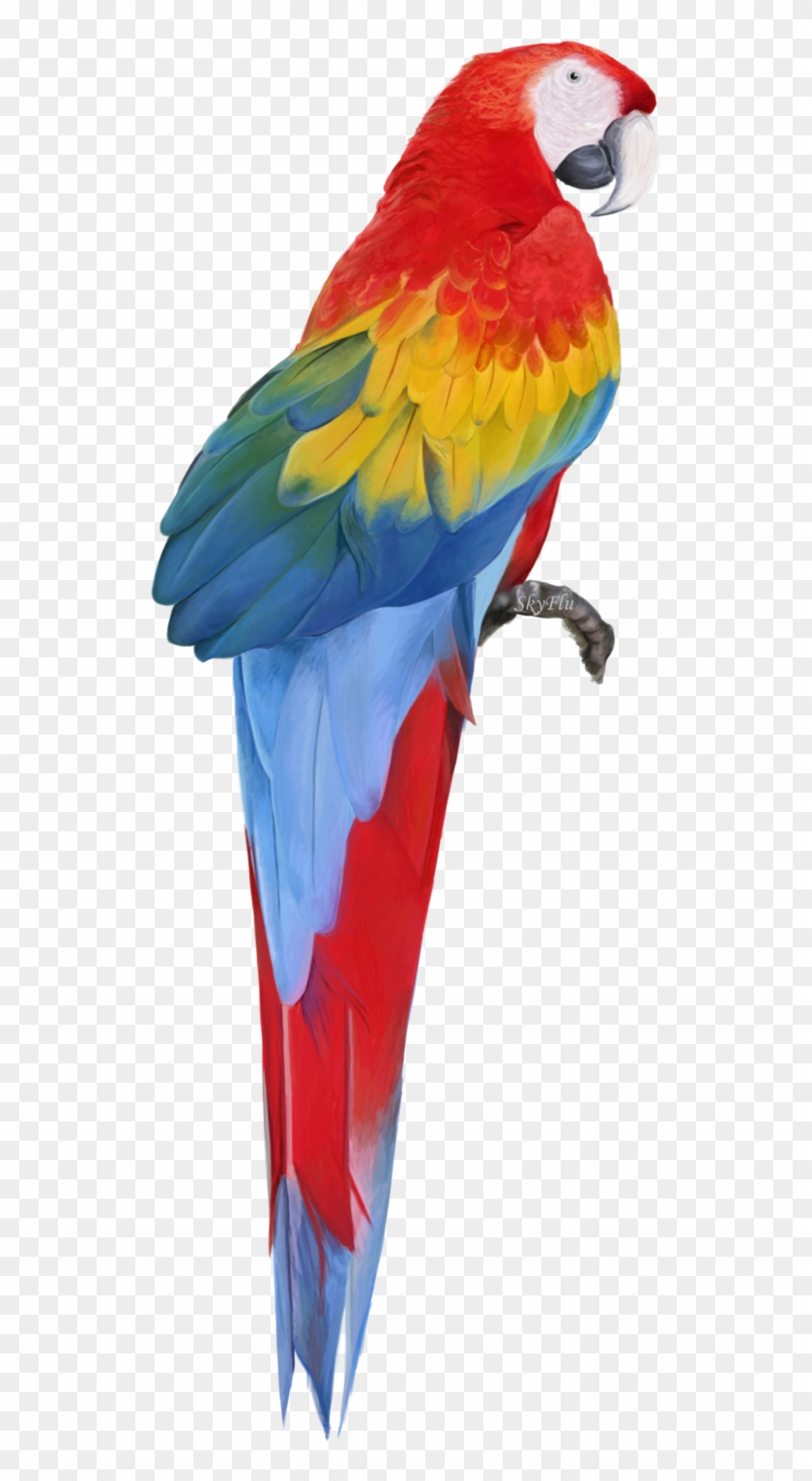 Scarlet Macaw Clipart Transparent - Macaw Png #1043943