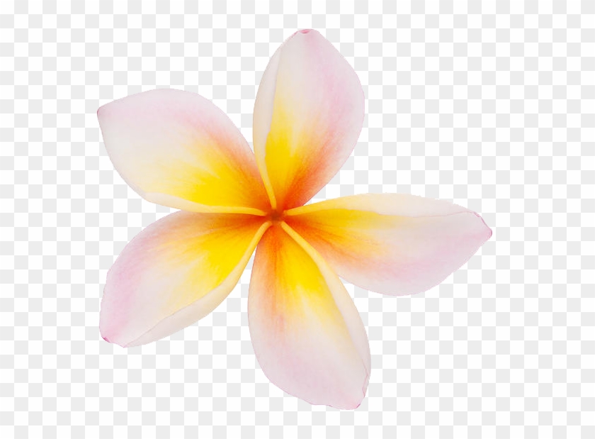 Frangipani Clipart - Plumeria Png #1043947