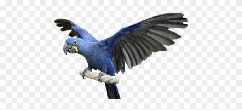 Everything You Need To Know About Hyacinth Macaw Or - Hyacinth Macaw No Background #1043951