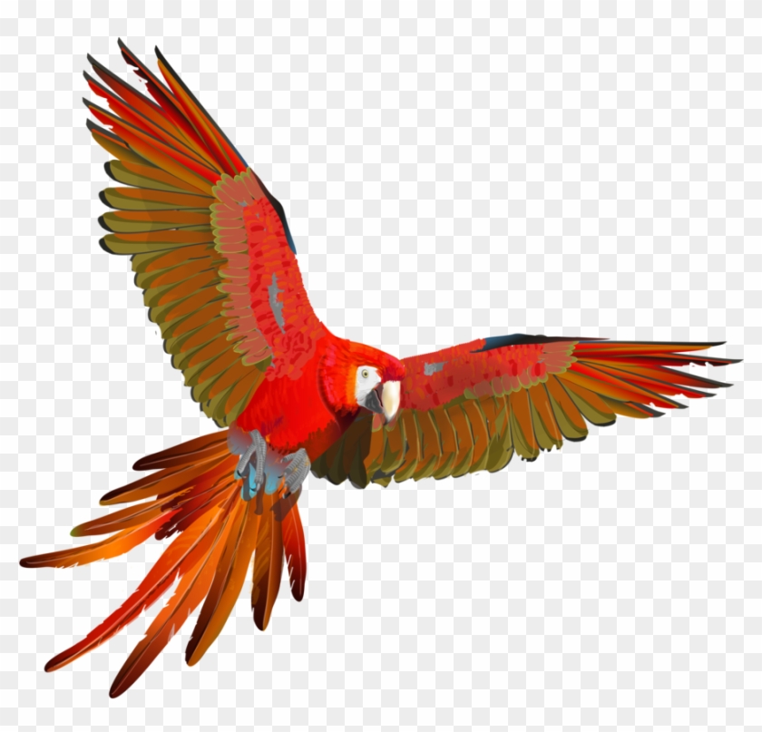 Scarlet Macaw Flying Animation - Ara Flying #1043955