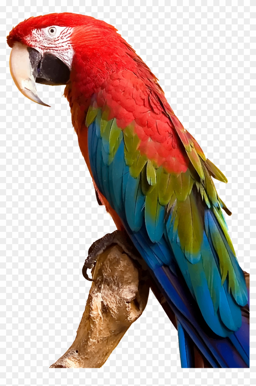 Parrot Clipart Colorful Parrot - Parrot Png #1043956