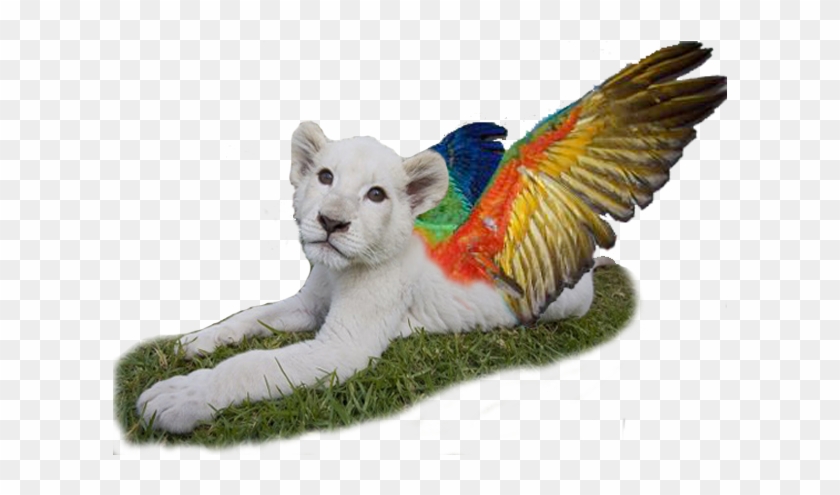 White Scarlet Macaw - Lion Cub With Wings #1043958