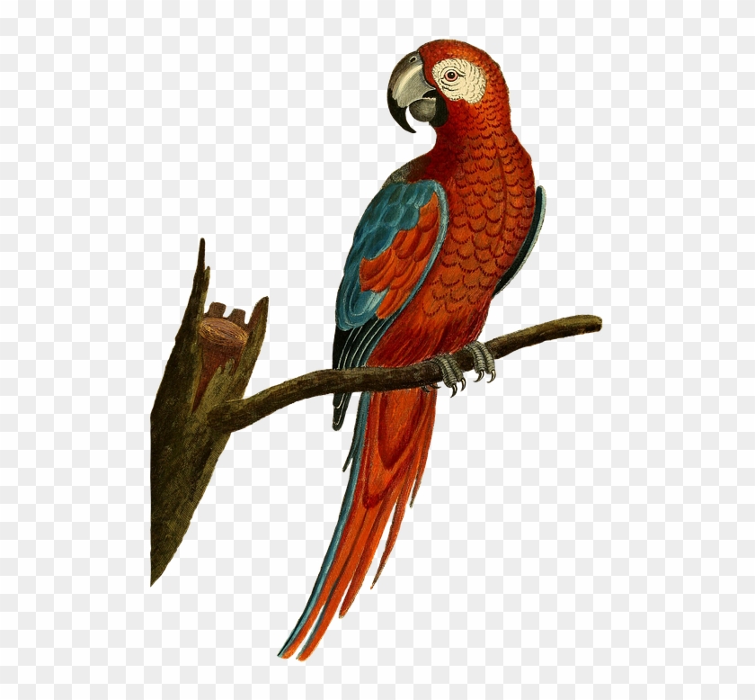 Parrot Australian Cockatoo Cartoon Vector Illustration - Vintage Parrot Illustration #1043960