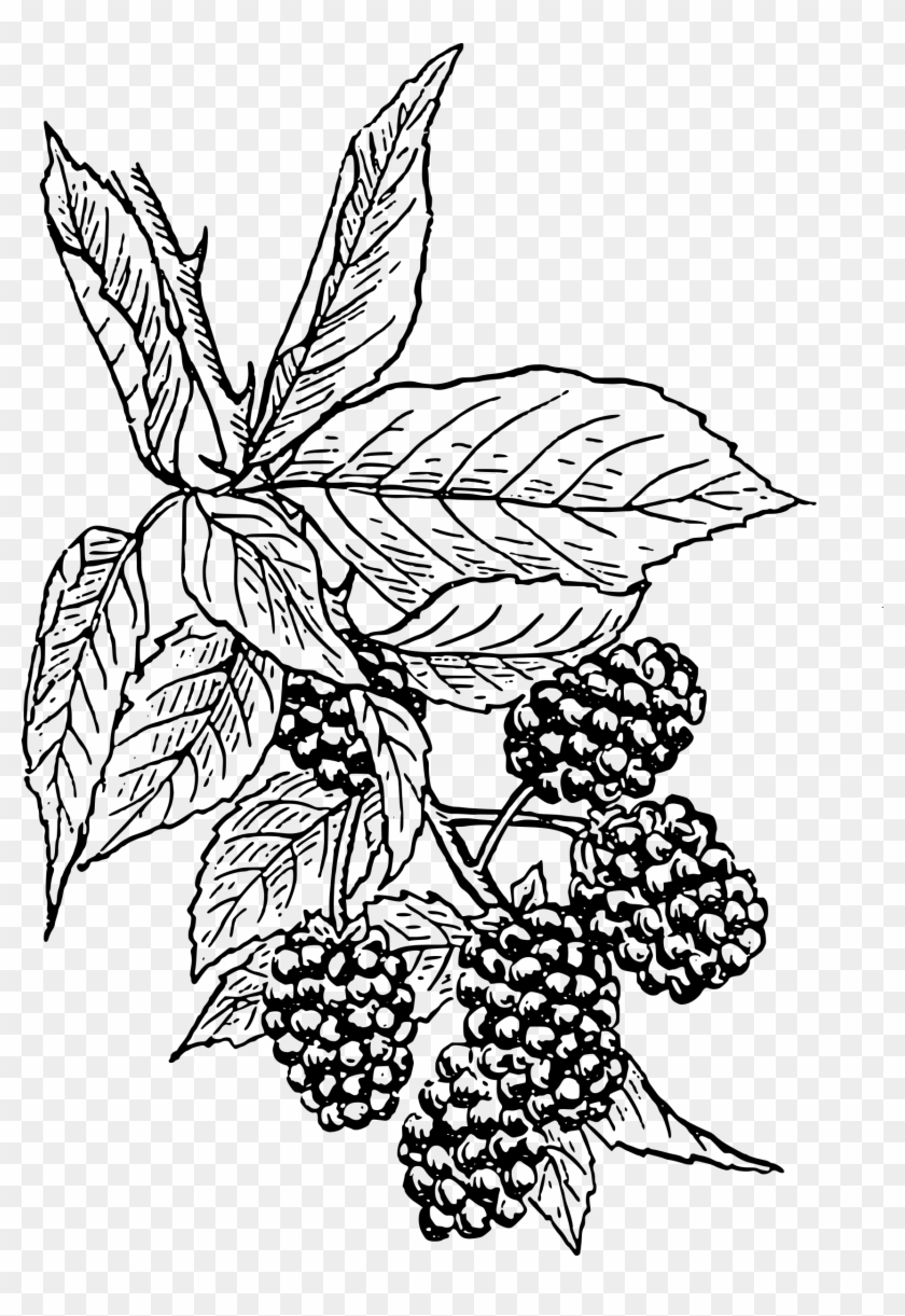 Big Image - Blackberry Drawing #1043969