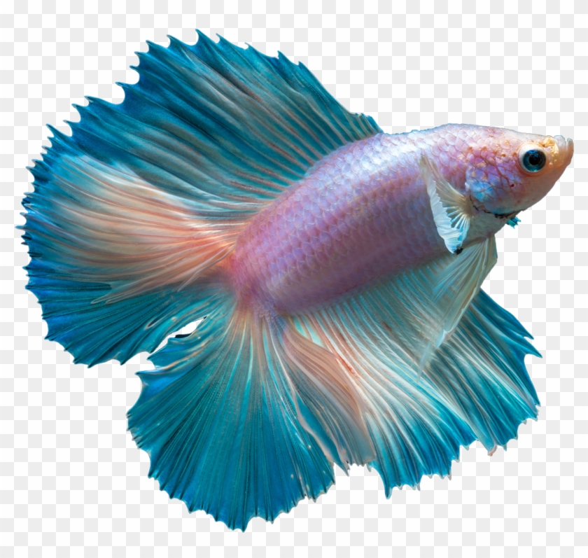 Beta Fish Clipart - Transparent Siamese Fighting Fish Png #1044006