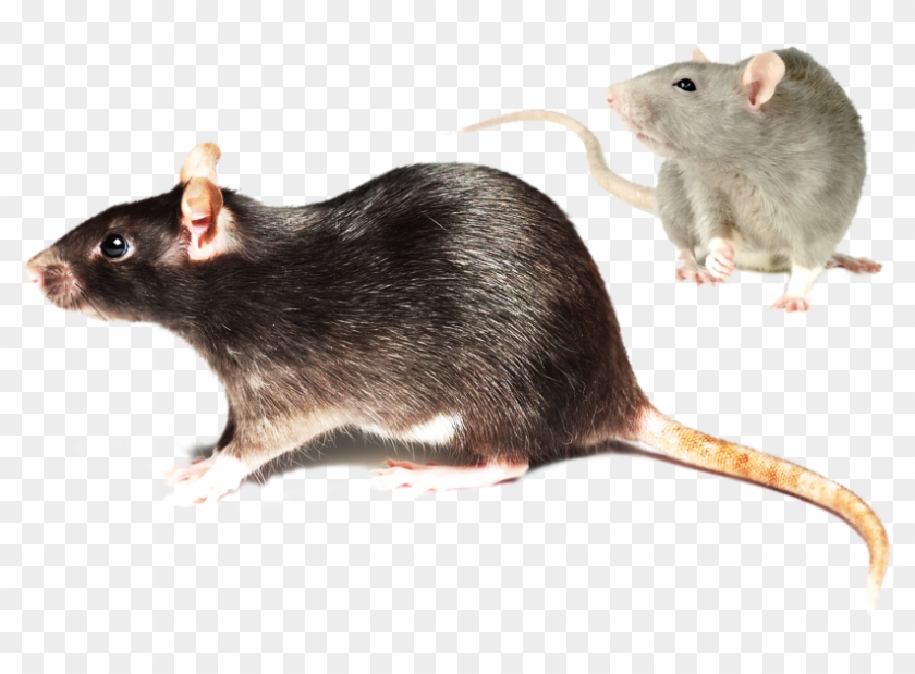Rodent Control Mice & Rat Exterminator In Las Vegas - Mouse #1044092