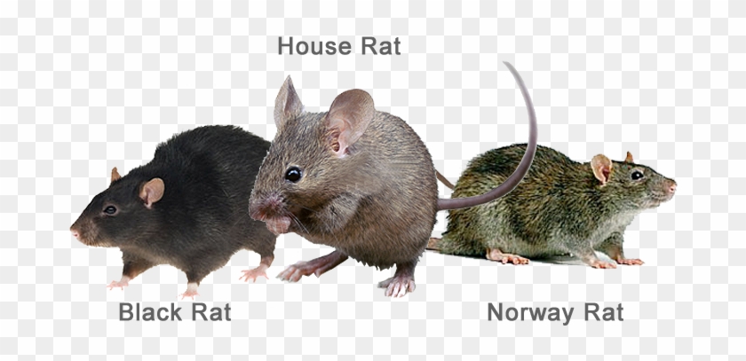 They Consume And Contaminate Food, Damage Structures - House Rats #1044094
