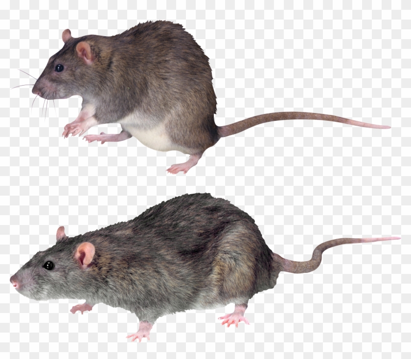 Mouse, Rat Png Image - Mouse With No Background #1044103