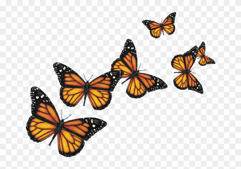 Butterflies Png Image - Butterfly Png #1044362