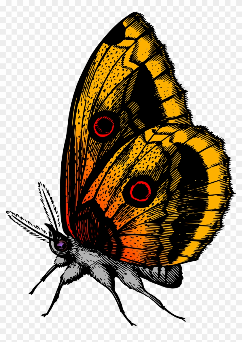 Animal Butterflies Butterfly Png Image - Butterfly Images Hd Png #1044366