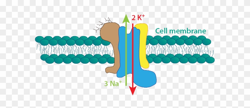 Na K Atpase Pump - Na K Atpase Pump #1044789