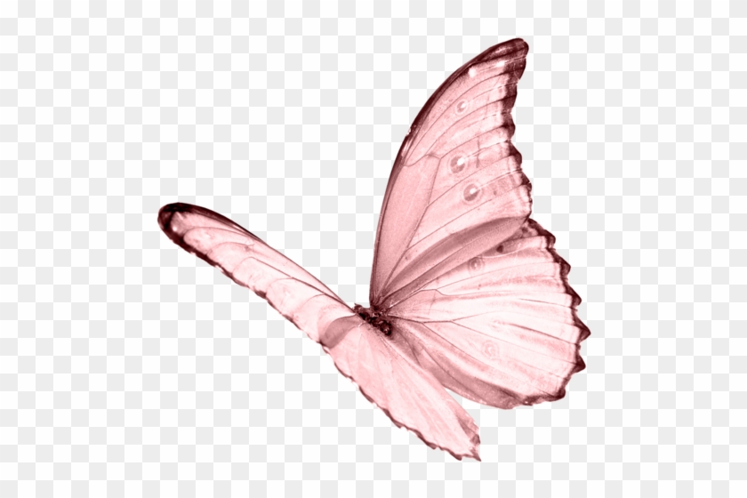 Butterfly Png Pic - White Butterfly No Background #1045215